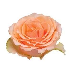  Versilla Peach Rose 20 Long   100 Stems (Very Popular 