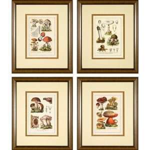   Galleries Antique Mushroom Series Antique Mushrooms Framed Prints