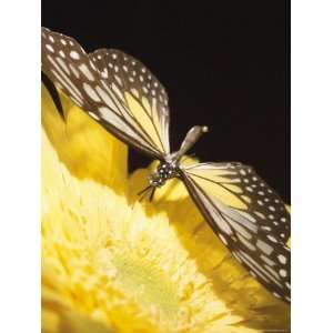 Beautiful Black and Yellow Butterfly on Blooming Yellow 