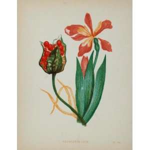   Botanical Print Stinking Iris Gladwyn   Original Print