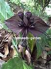 tacca plant  