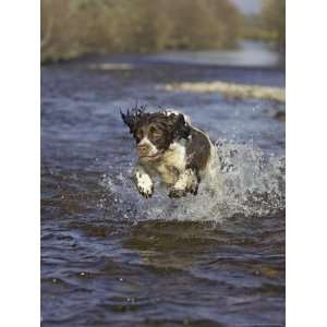  English Springer Spaniel, Scotland Premium Photographic 