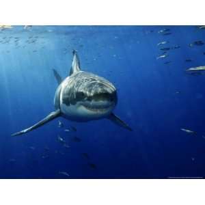  Great White Shark, Guadalupe Island, Mexico Photographic 