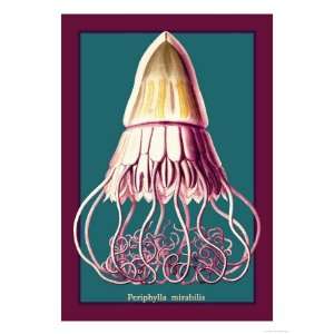   Animals Giclee Poster Print by Ernst Haeckel, 12x16