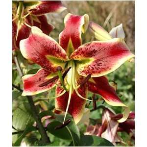  Lily   Species   Sheherazade Patio, Lawn & Garden