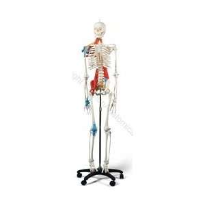Muscled Skeleton Model (Made in USA)  Industrial 