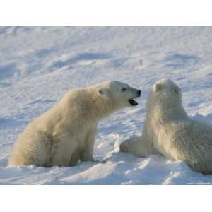  A Pair of Polar Bear Cubs in a Snowy Environment Premium 