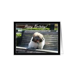  Happy Birthday Coton de Tulear Puppy Card Health 