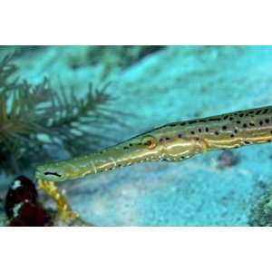  Trumpetfish (Aulostomus Maculatus) Close Up of Head by 