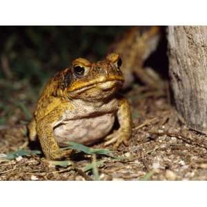  Introduced Pest, a Cane Toad Feeds on Insects under a 