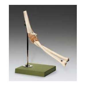 Elbow Bone Joint Fully Functional Anatomical Model SSM  