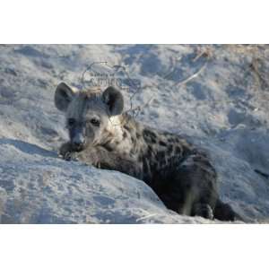  Picture of Baby Hyena Laying Down