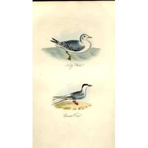  Kitty Wake Tern Feathered Tribes 1841 Mudie Birds