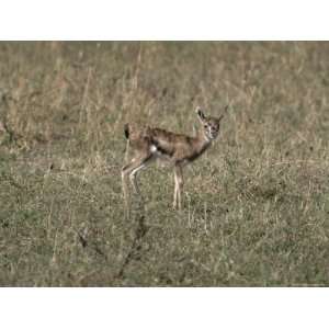 Young, Fragile and Vulnerable Thomsons Gazelle Fawn Photographic 