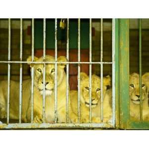  Lions at Johannesburg Zoo, Gauteng, South Africa 