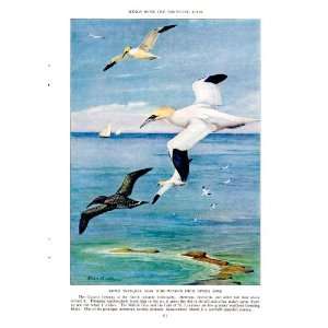   Gannet native to the North Atlantic   Allan Brooks Vintage Bird Print