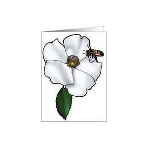  Cherokee Rose   Georgia State Flower Card Health 