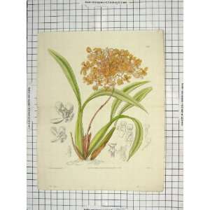  1831 COLOUR PRINT PLANT YELLOW FLOWER GLAZENWOOD