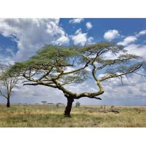  Umbrella Thorn Acacia, Serengeti National Park, Tanzania 