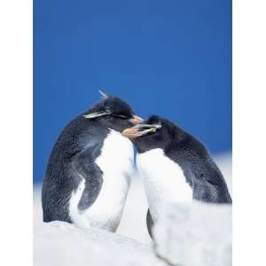 Two Rockhopper Penguins, Sea Lion Island, Falkland Islands, South 