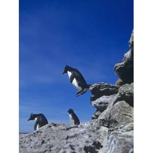  A Rockhopper Penguin Hopping Rocks, Eudyptes Chrysocome 