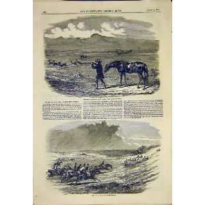  Springbok Hunting Africa Jackal Chase New Forrest 1850 