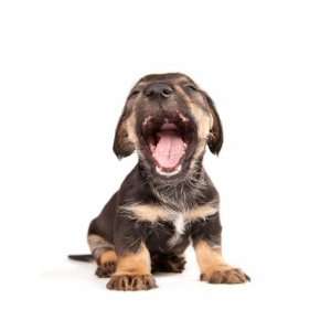 Dachshund puppy with open jaws. Isolated on white LIMITED PRICE SALE 