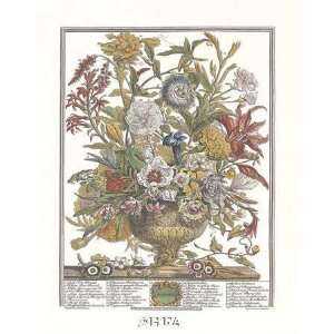 Twelve Months of Flowers, 1730/September by Robert Furber 16.00X12.75 