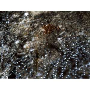  New Zealand Glowworm Eggs in Nest, Te Anau Cave 