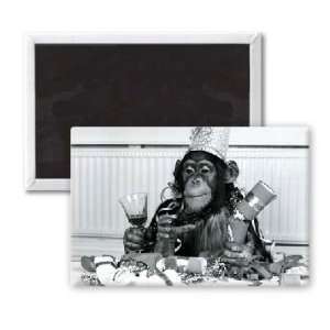 Bengie the chimpanzee at Twycross Zoo   3x2 inch Fridge Magnet   large 