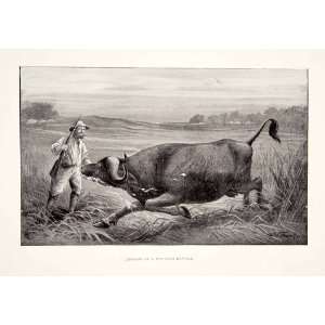  1898 Print Man Gun Hunt Shoot Buffalo Grassland Africa 