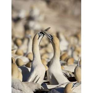  Cape Gannet Pair Necking, Bird Island, Lamberts Bay 