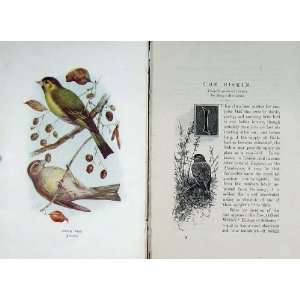  1901 Swaysland Wild Birds Siskin Finch Colour Print