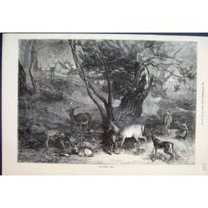   The Months July Deer In Park Stags Bambies 1871 Print