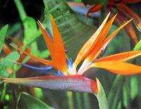 HAWAIIAN ORANGE BIRD OF PARADISE PLANT 2 POT  
