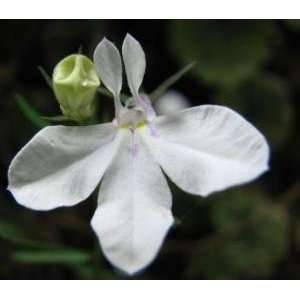  100 WHITE LOBELIA REGATTA Lobelia Erinus Flower Seeds 