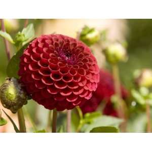  Closeup of a Red Flower in Butchart Gardens Photographic 