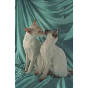   inch 1 of Top 100 Pedigree Cats Canvas Art Siamese