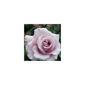  Rose Lagerfeld Patio, Lawn & Garden