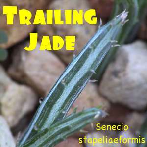 BLUE GREEN Trailing JADE WORM 3 LIVE Succulent Cuttings Senecio 