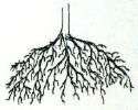 Mycorrhiza Trichoderma and Bacteria soil Inoculant 4 oz  