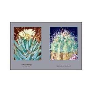  Leuchtenbergia Principis 20x30 poster