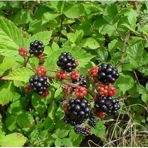  Darrow Thornless Blackberry Seed Pack Patio, Lawn 