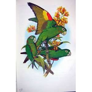  Parrots 1973 Cuban & Hispaniola & Whit Eye Conure