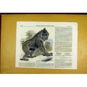  Mandrill Baboon Zoo Animal Old Print 1850 Monkey