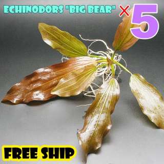   bear leaves will be removed for shipping name echinodors big bear co