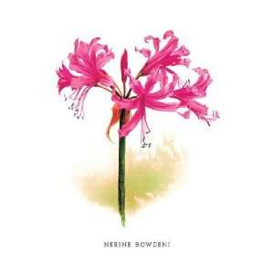  Exclusive By Buyenlarge Nerine Bowdeni 12x18 Giclee on 