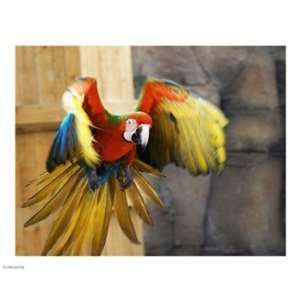  Hybrid Macaw Flying Flamingo Land 10.00 x 8.00 Poster 