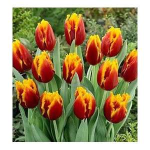  Tulip   Fringed   Davenport Patio, Lawn & Garden
