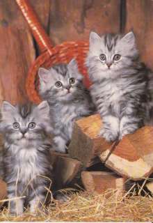 SHADED SILVER TABBY PERSIAN KITTEN CAT POSTCARD  